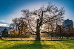 heiliger Baum 3x2.jpg