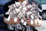 a56-arm-full-of-pussies.jpg