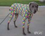 a35-doggy-in-costume.jpg