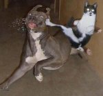 cat_dog_kick.jpg