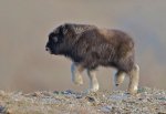 babybison.jpg