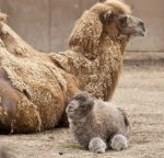 babycamel.jpg