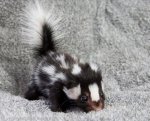 babyskunk.jpg