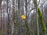 P1020510-1.jpg