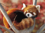 Firefox aka Red Panda.gif