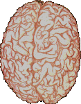 malebrain.gif
