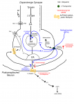 Dopaminerge-Synapse-bei-ADH.png