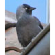 Thodin