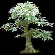 little-oak