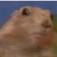 spoo