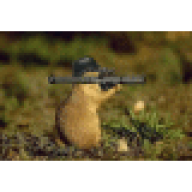 Der Tierarzt