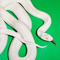 Snakeeater