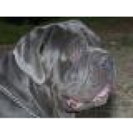 Mastino