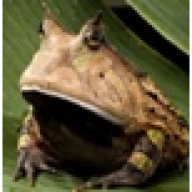 Lipix