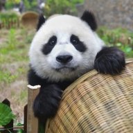 DrPanda