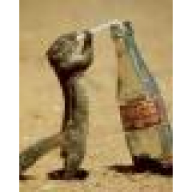 Muc_Bache