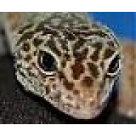 Yogibär