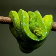 tree-snake