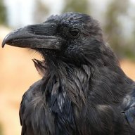 Corvus Corax