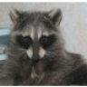 sosraccoon