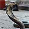 snakehunter24