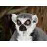 Lemur