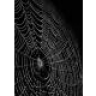 Web-Spider