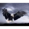 Black Eagle