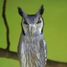 Evil_Owl