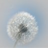 PusteBlume0815