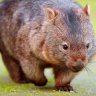 Wombatlars