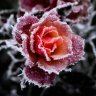 frozenRose