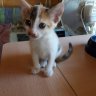 Catkitty66