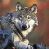 graywolf2