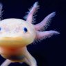 axolotlKing