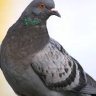 Pigeonzilla