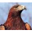 EKEagle