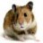 3D-Hamster