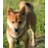 shiba_inu